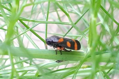 <i>Cercopis intermedia</i>