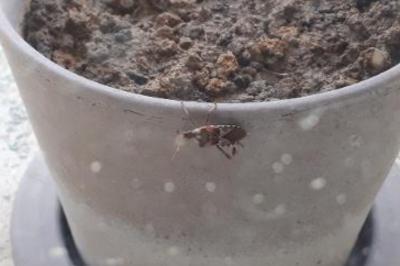 <i>Leptoglossus occidentalis</i>