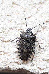 <i>Rhaphigaster nebulosa</i>