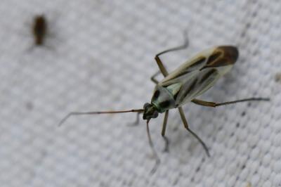 <i>Stenotus binotatus</i>