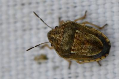 <i>Neottiglossa leporina</i>