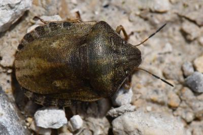 <i>Eurygaster testudinaria</i>