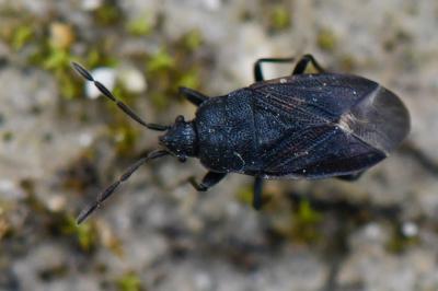 <i>Drymus ryeii</i>