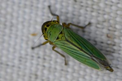 <i>Cicadella viridis</i>