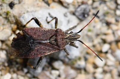 <i>Ceraleptus gracilicornis</i>