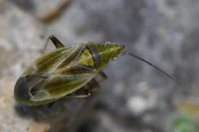 <i>Amblytylus nasutus</i>