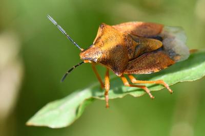 <i>Carpocoris purpureipennis</i>