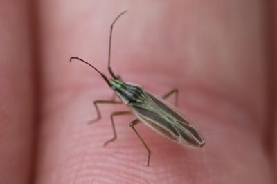 <i>Acetropis gimmerthalii</i>