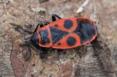 <i>Pyrrhocoris apterus</i>