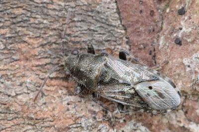 Heterogaster urticae