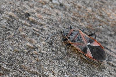 <i>Arocatus roeselii</i>