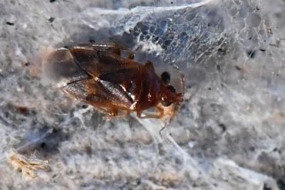 <i>Cardiastethus fasciiventris</i>