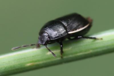 <i>Legnotus limbosus</i>