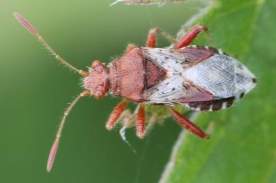<i>Rhopalus subrufus</i>