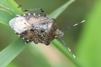 <i>Rhaphigaster nebulosa</i>