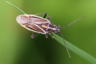 <i>Horistus orientalis</i>