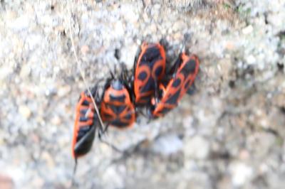 <i>Pyrrhocoris apterus</i>