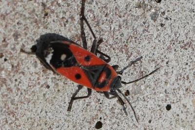 <i>Melanocoryphus albomaculatus</i>