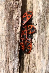 <i>Pyrrhocoris apterus</i>