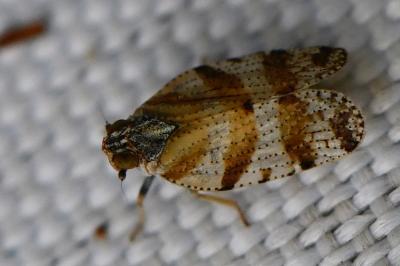 <i>Tachycixius venustulus</i>