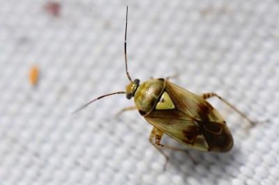 <i>Lygus pratensis</i>
