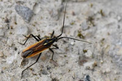 <i>Leptopterna dolabrata</i>