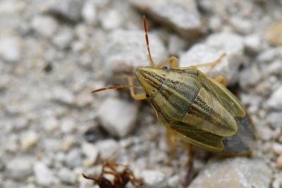 Aelia acuminata