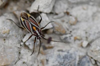 <i>Horistus orientalis</i>