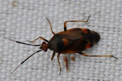 <i>Deraeocoris ruber</i>