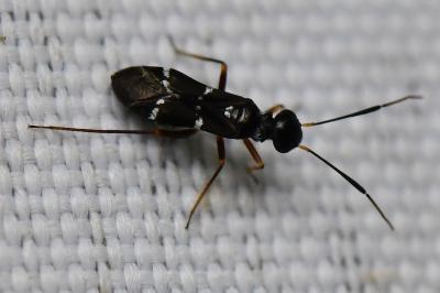 <i>Globiceps sphaegiformis</i>