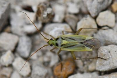 <i>Stenotus binotatus</i>