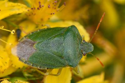 <i>Palomena prasina</i>