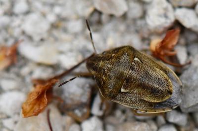 <i>Neottiglossa leporina</i>