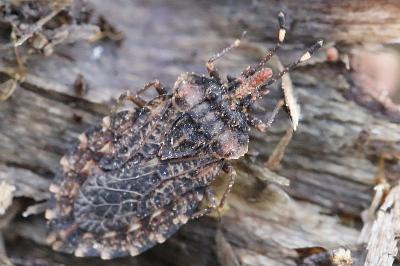 <i>Aradus ribauti</i>