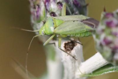 <i>Closterotomus norwegicus</i>