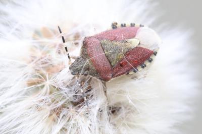 <i>Dolycoris baccarum</i>