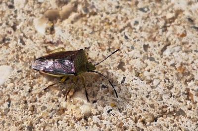 <i>Elasmostethus</i>