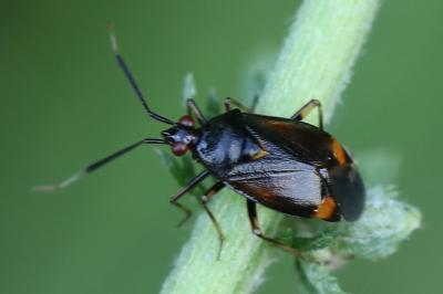 <i>Deraeocoris ruber</i>