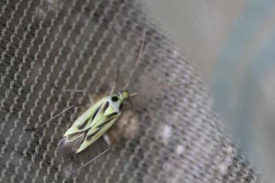 <i>Stenotus binotatus</i>