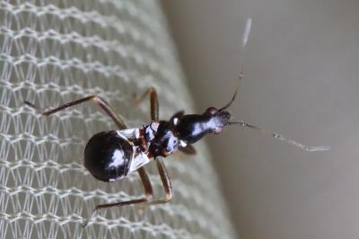 <i>Himacerus mirmicoides</i>