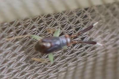 <i>Heterotoma planicornis</i>