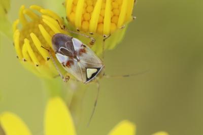 <i>Lygus pratensis</i>