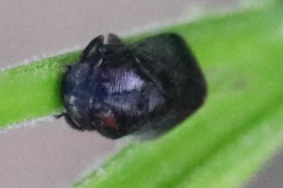 <i>Penthimia nigra</i>