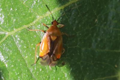 <i>Deraeocoris ruber</i>