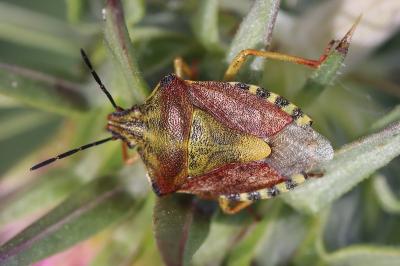 <i>Carpocoris purpureipennis</i>