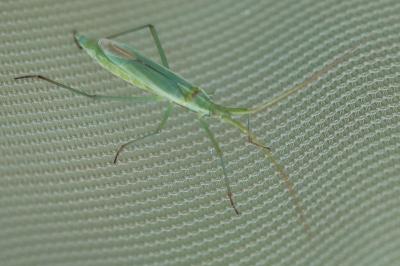 <i>Megaloceroea recticornis</i>