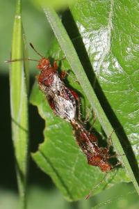 <i>Rhopalus subrufus</i>