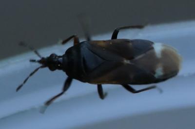 <i>Anthocoris</i>