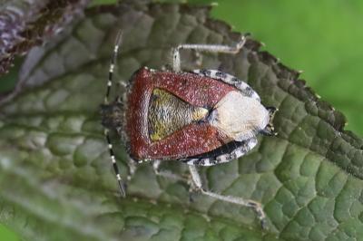<i>Dolycoris baccarum</i>