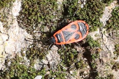 <i>Pyrrhocoris apterus</i>